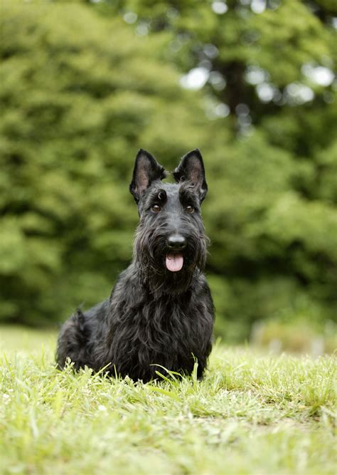 Which Terrier Breed Is Generally All Black In Color