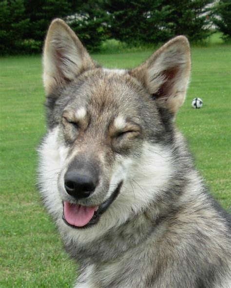 Fetching Female Fido: Native American Dog Names with Spirit