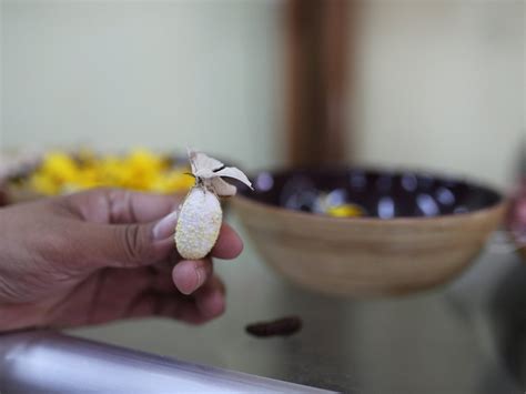 CUONG HOAN SILK FACTORY (2026) All You Need to Know BEFORE You Go (with ...