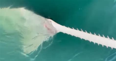 Fisherman Reels In Rare Endangered Sawfish In US