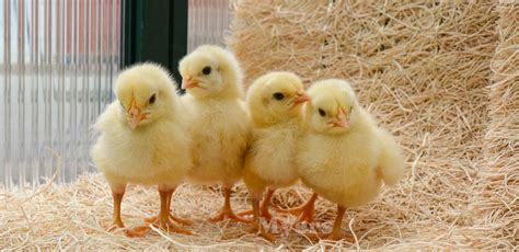 Poultry Farm | About Myers Poultry Farm, LLC