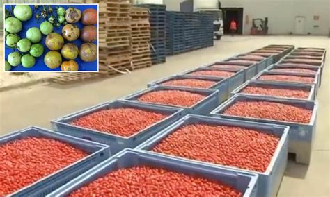 Aussie tomato farms shut down over 'very significant' virus threat