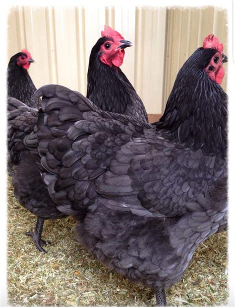Our Breeds | Libbys Heritage Chickens