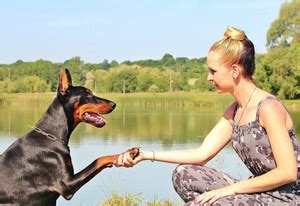 Poster Shaking Hand Frendship With Dog sl978 (Plastic Large Wall Poster ...