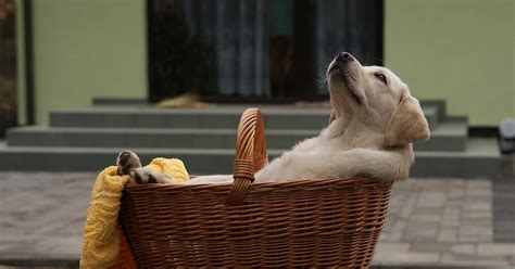 Pet Stores In Mumbai: 8 Pet Stores For Pet Supplies And Food | WhatsHot ...