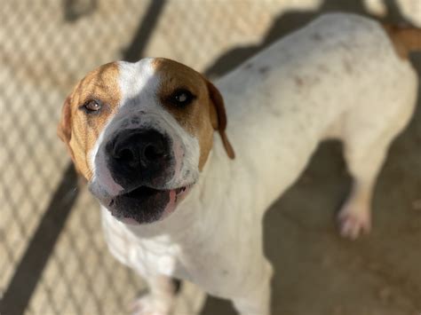 Papi - Spanish Stray Dogs