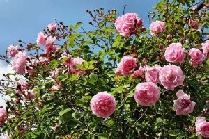 Poster | Natural Scenery Poster | Waterfall Forests, Trees, Sunset ...