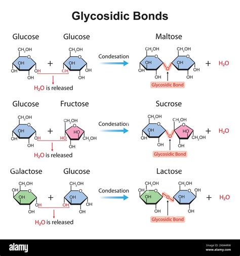 Amino Acids Are Connected By Glycosidic Bonds at Lowell Jeter blog