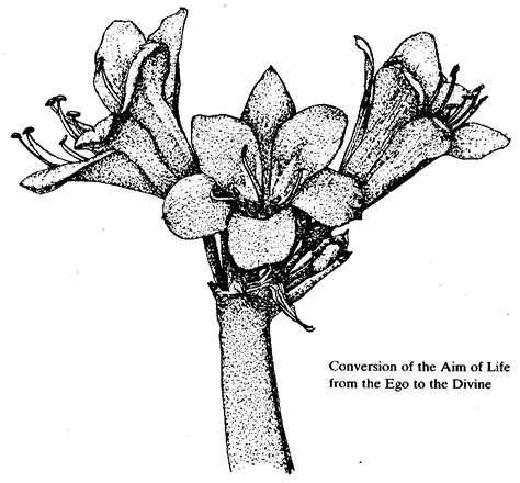 Flowers and Their Messages - Book by 'The Mother' : Read