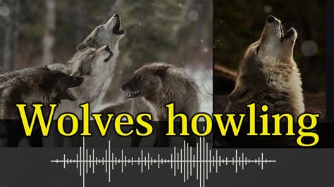 Image result for Wolves Howling Sound Effect