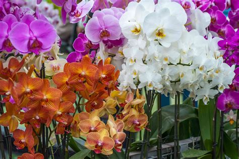 Purple Orchid Types