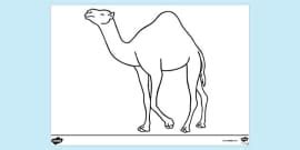 What is a Camel? – Camel Facts for Kids – Twinkl