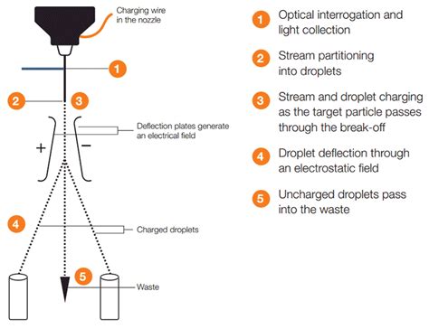 Image result for Electrostatic Cell Sorting