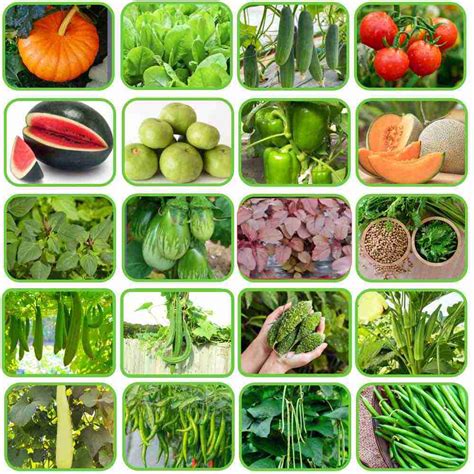 Summer Vegetable Seeds Kit Hybrid (20 in 1)