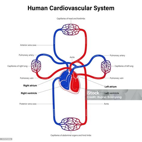 Cardiorespiratory System Diagram