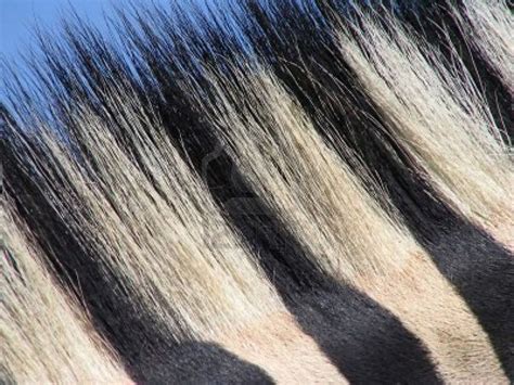 Stripes in nature | Black and white, Stripes, Nature