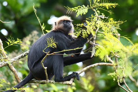 Explore Indialand: Endemic Animals Of India : Part 1