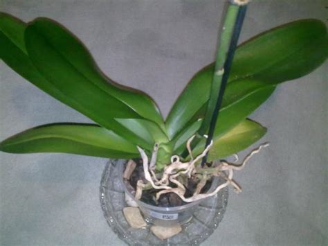 Phalaenopsis - Page 80 - agaclar.net