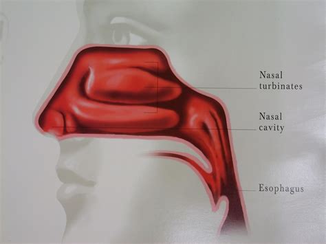 What Are Your Sinuses and How Do They Work? - John E. McClay, MD