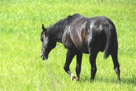 Florida Cracker Horse - ehorses Magazine