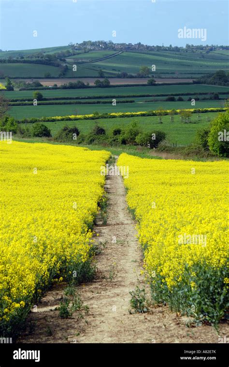 Path through Field 的图像结果