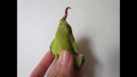 Image result for Mango Sprouting