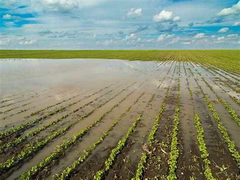 Healthy, timely and well-distributed rains can boost agriculture ...