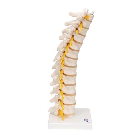 Anatomical Teaching Models | Plastic Vertebrae Model | Thoracic Spinal ...