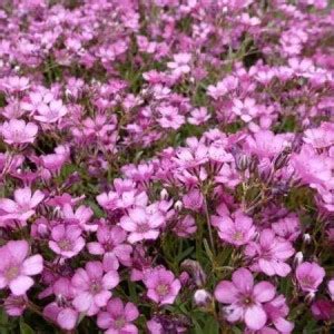 Aywal Gypsophila Plant Seeds F1 Hybrid Flower seeds Winter flower Seed ...