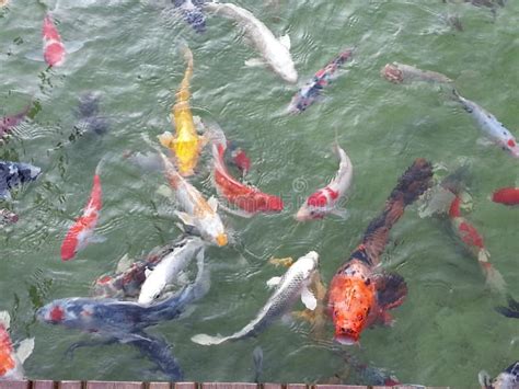 Image result for Fish Dance Python