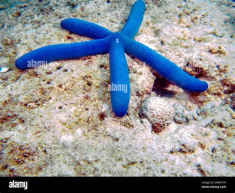 Raja laevigata hi-res stock photography and images - Alamy