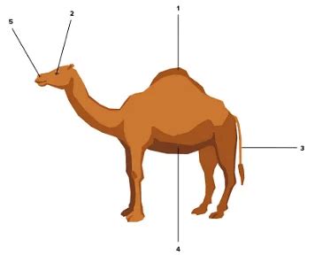 Weather, Climate and Adaptations of Animal Class 7 Notes Science Free PDF