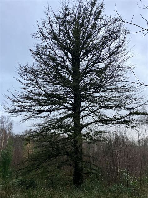 Taxus baccata - Common yew | Westonbirt