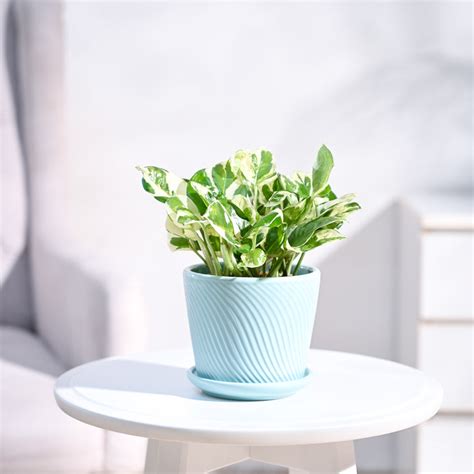 Buy Lucky Money Plant N'Joy online in India from Ugaoo.