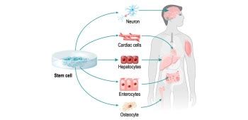 Stem Cells Science 的图像结果