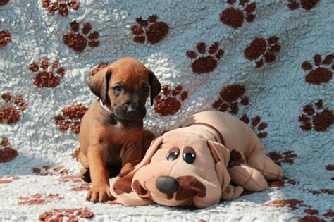 Hunde Kleinanzeigen | Hunde Annoncen | Hunde Inserate | Hunde ...