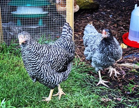 20 Best Hybrid Chicken Breeds for Higher Yield (With Pictures)