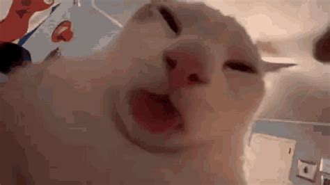 Image result for Cat Coding at Computer
