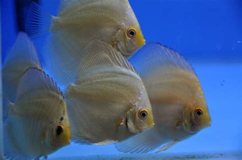 Image result for Discus Bebe