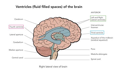 Lateral Ventricle Anatomy