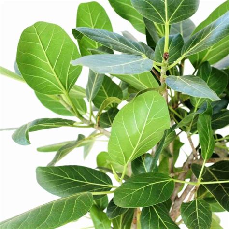 Ficus Benghalensis: All you need to know about the Ficus Audrey plant