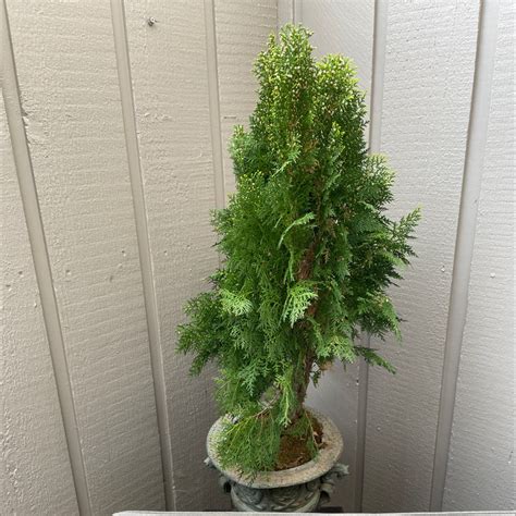 Image result for Spruce Tree Pruning