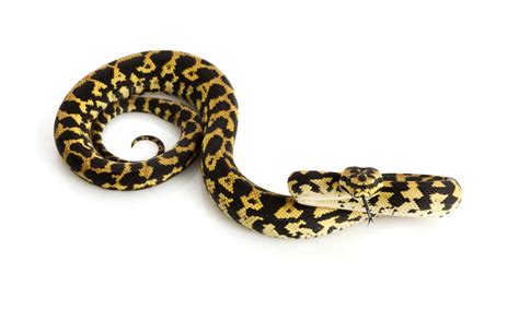 Image result for Adult Coastal Carpet Python