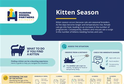 Kitten Season - Humane Animal Partners