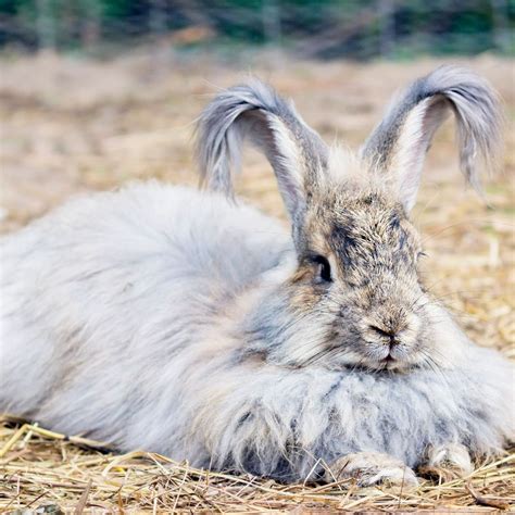 Rabbit Long Hair