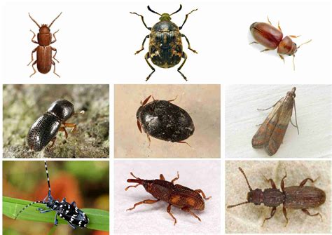 10种最危险的虫子（四）：食蛛鹰蜂，蛰一下让你痛不欲生_鹰蜂_虫子