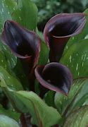 Image result for Red Calla Lily Flower