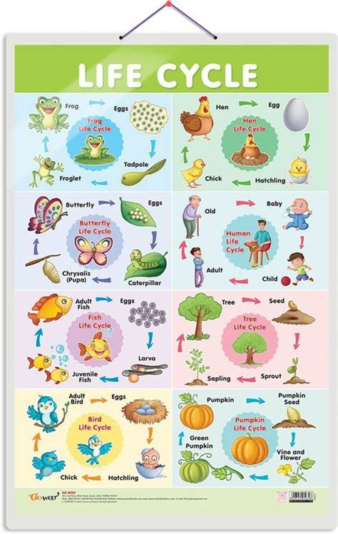 GO WOO Life Cycle Educational chart with Big font and Dust resistant ...