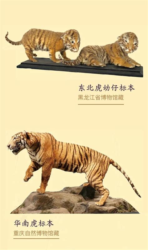 《虎虎生福——2022壬寅（虎年）新春生肖文物图片联展》线上展览第一期 - 宝鸡青铜器博物院