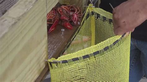 It’s crawfish time | Early season brings big demand across Southeast ...